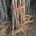 【死苗补发】银杏树苗南北适种耐寒耐旱基地直发全国发货
