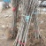 【死苗补发】银杏树苗南北适种耐寒耐旱基地直发全国发货