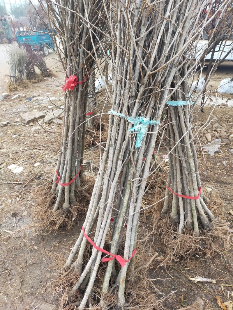 【死苗补发】银杏树苗南北适种耐寒耐旱基地直发全国发货