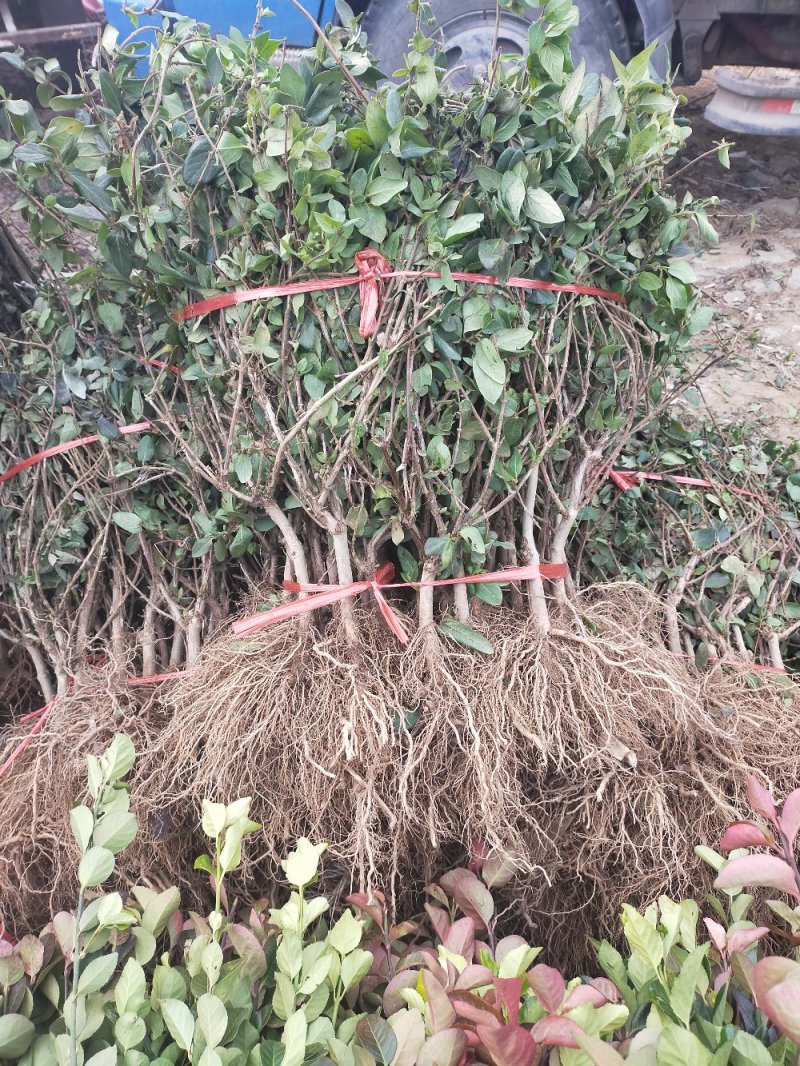 四季金银花苗盆栽地栽基地直销现挖现发包成活全国发货