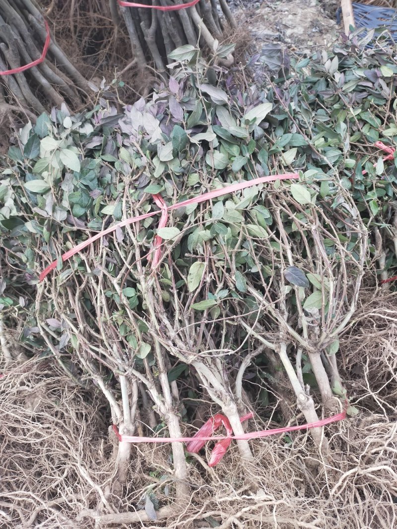 四季金银花苗盆栽地栽基地直销现挖现发包成活全国发货