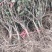 四季金银花苗盆栽地栽基地直销现挖现发包成活全国发货
