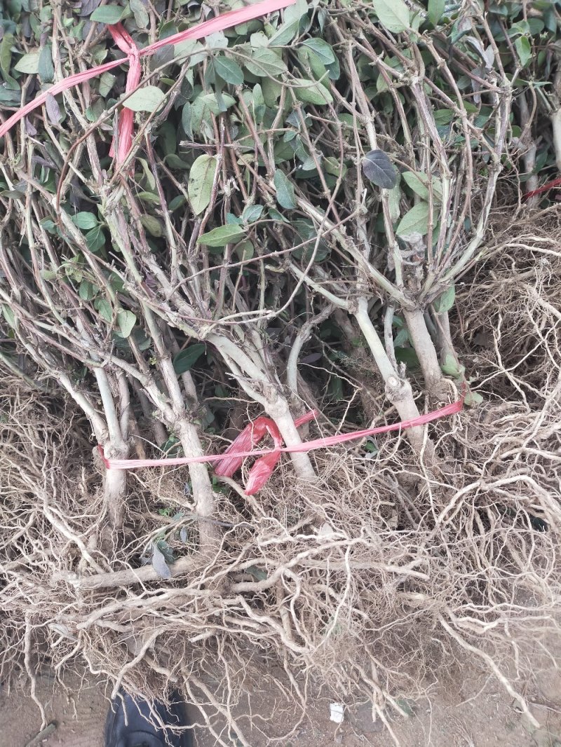 四季金银花苗盆栽地栽基地直销现挖现发包成活全国发货