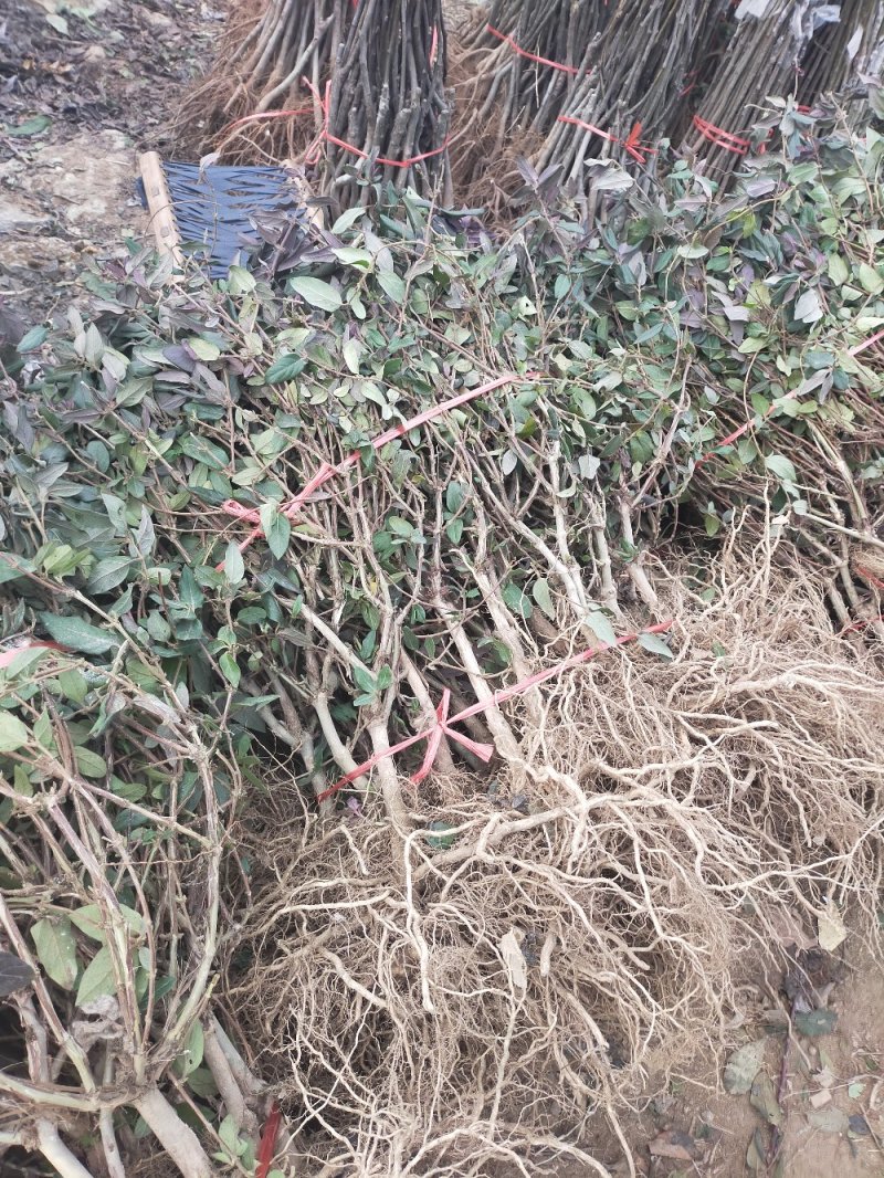 四季金银花苗盆栽地栽基地直销现挖现发包成活全国发货