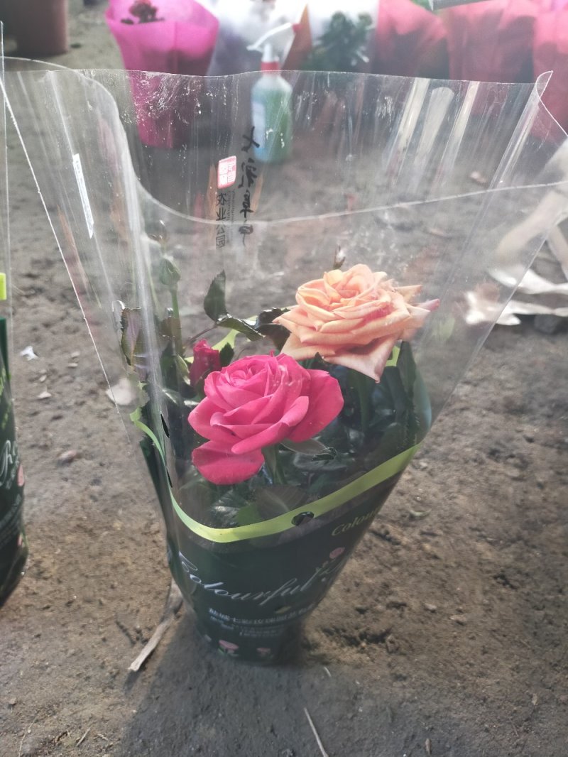 【热卖】玫瑰花盆栽地栽南北适中种基地直供品种齐全
