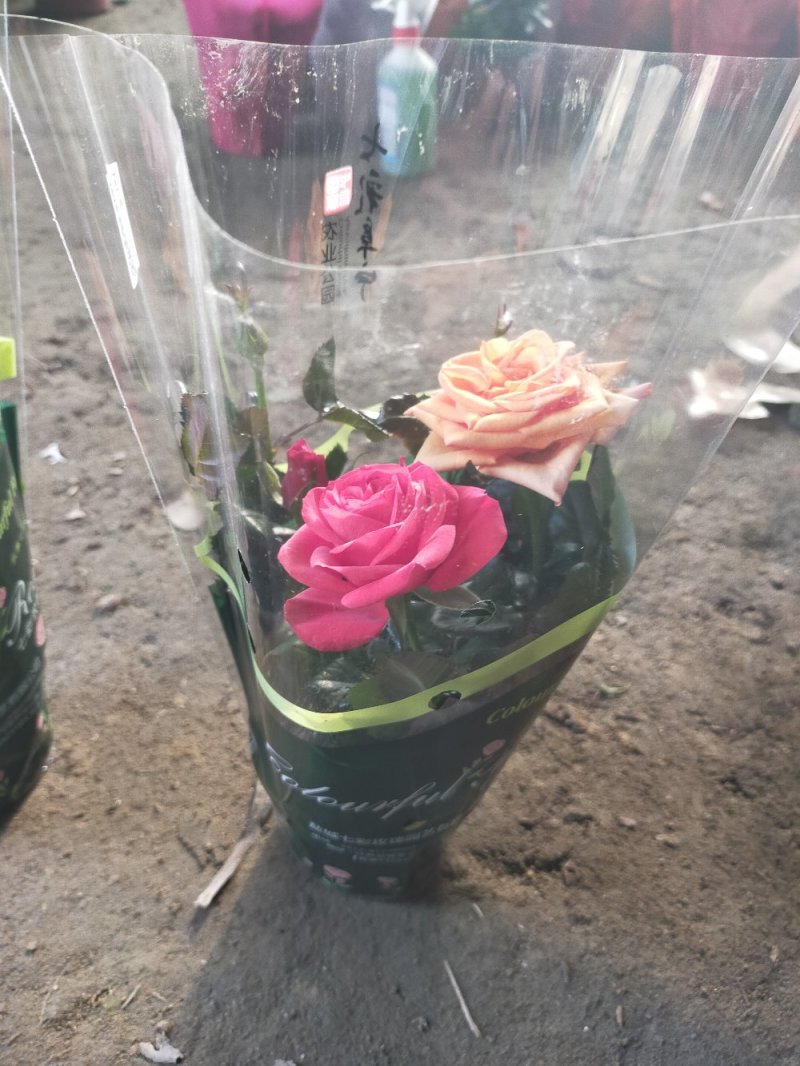 【热卖】玫瑰花盆栽地栽南北适中种基地直供品种齐全