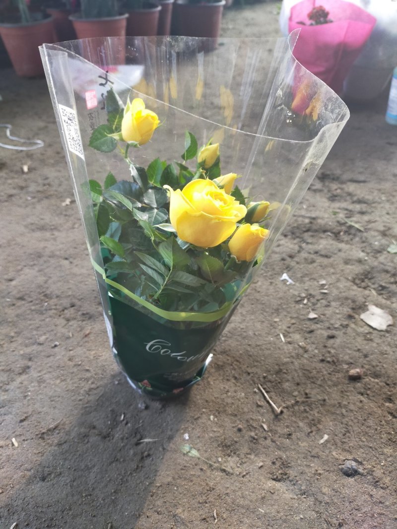 【热卖】玫瑰花盆栽地栽南北适中种基地直供品种齐全