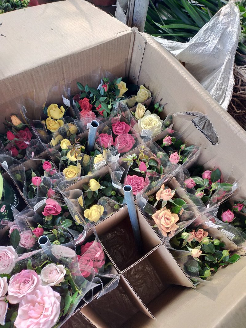 【热卖】玫瑰花盆栽地栽南北适中种基地直供品种齐全