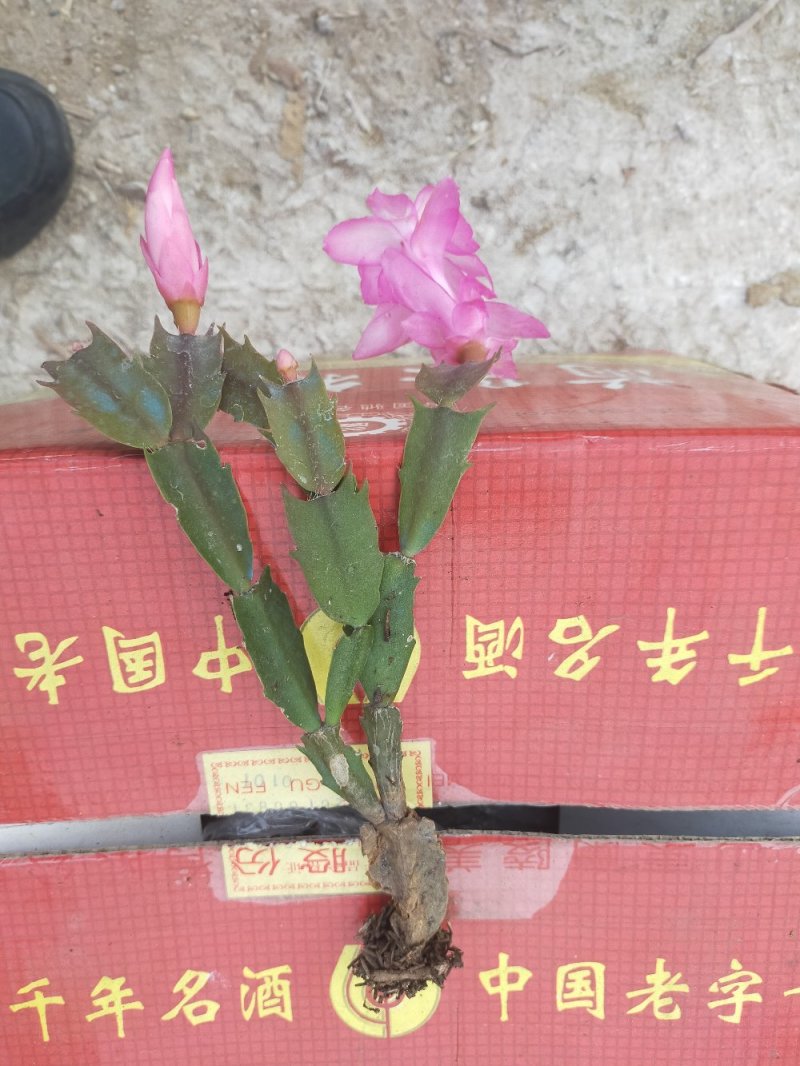 蟹爪兰盆栽地栽南北适种批发量大从优可视频看货包邮