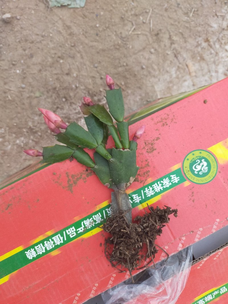 蟹爪兰盆栽地栽南北适种批发量大从优可视频看货包邮