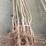 【诚信经营】甜杏树苗（金太阳，凯特）南北适种耐寒耐旱包邮