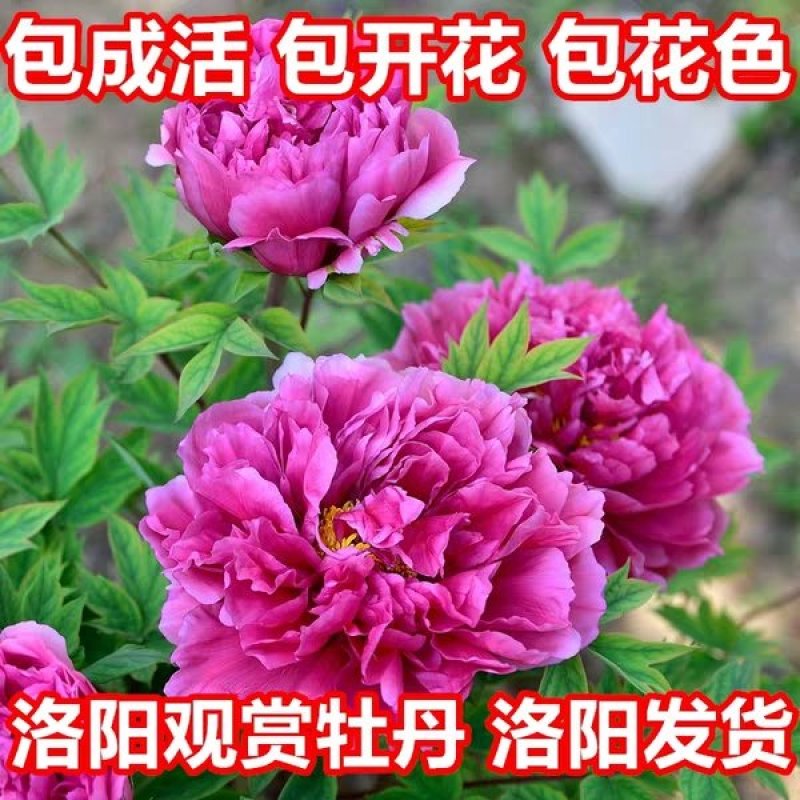 【推荐】牡丹花（红，粉，黄，白）盆栽地栽南北适种包成活