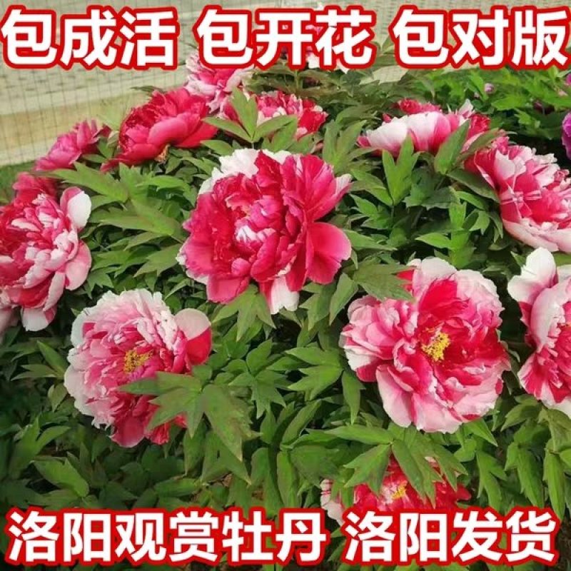【推荐】牡丹花（红，粉，黄，白）盆栽地栽南北适种包成活