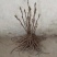【推荐】牡丹花(红,粉,黄,白)盆栽地栽南北适种包成活