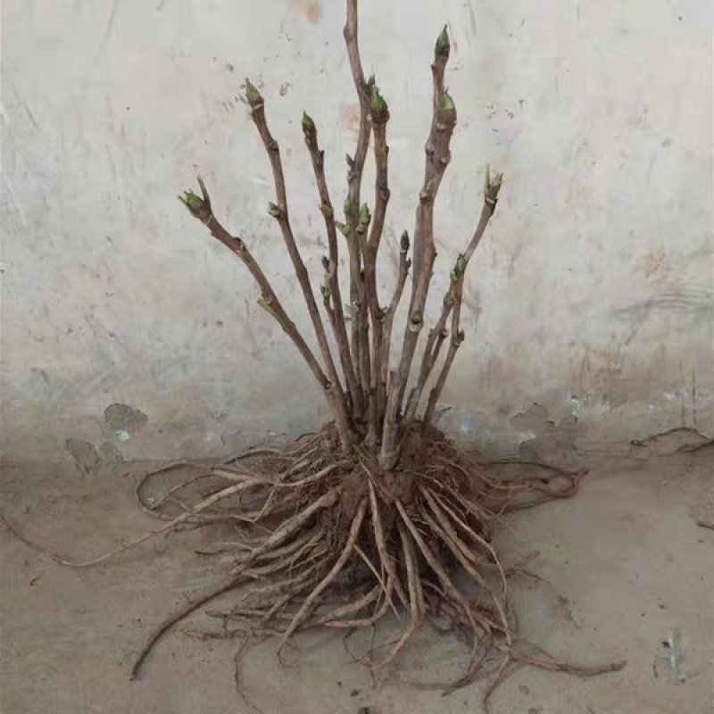 【推荐】牡丹花（红，粉，黄，白）盆栽地栽南北适种包成活