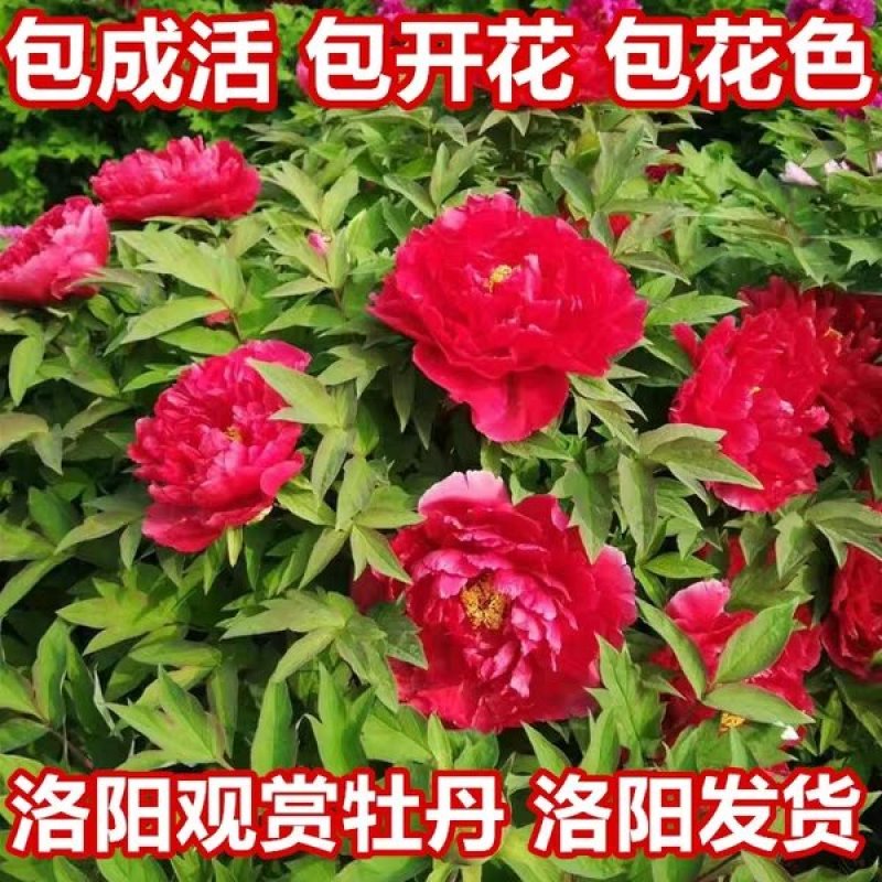 【推荐】牡丹花（红，粉，黄，白）盆栽地栽南北适种包成活