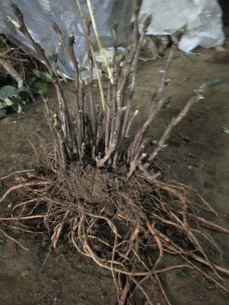【推荐】牡丹花（红，粉，黄，白）盆栽地栽南北适种包成活