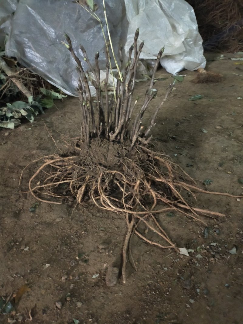 【推荐】牡丹花（红，粉，黄，白）盆栽地栽南北适种包成活