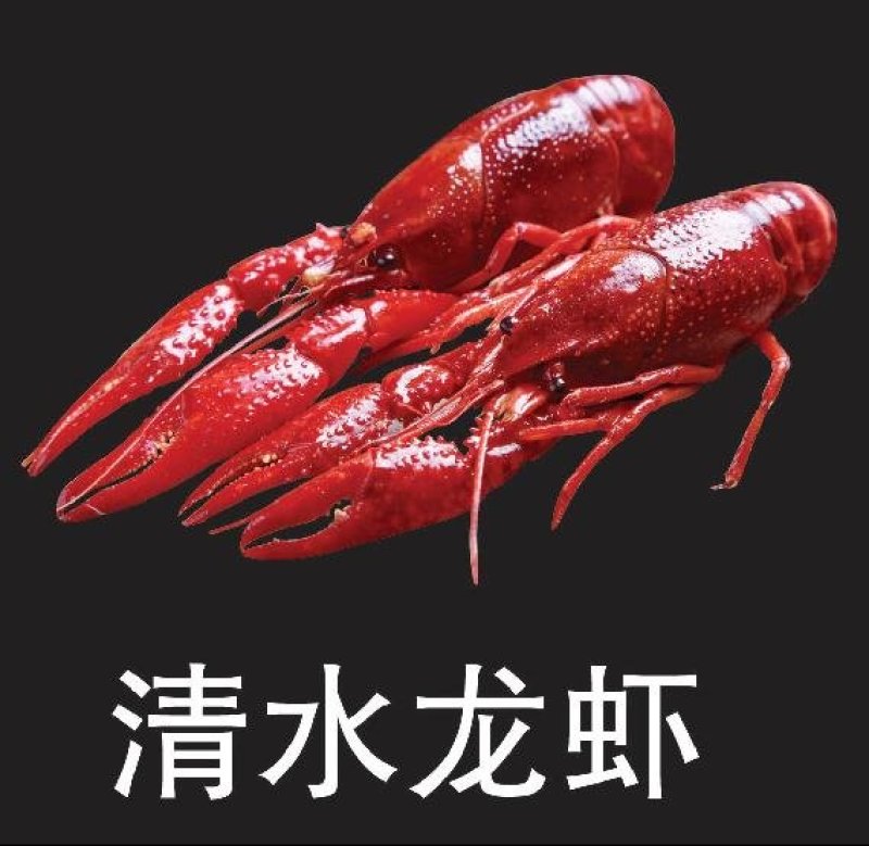 速冻清水龙虾