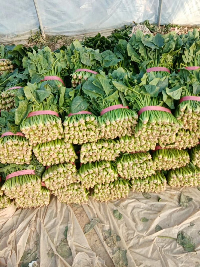 聊城大叶菠菜大量共应。大叶菠菜25~30厘米
