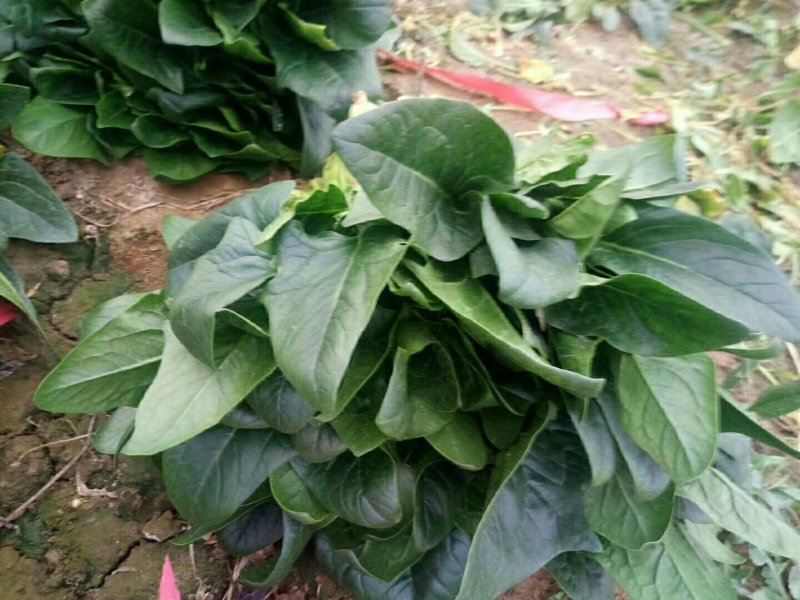 聊城大叶菠菜大量共应。大叶菠菜25~30厘米