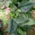 聊城大叶菠菜大量共应。大叶菠菜25~30厘米
