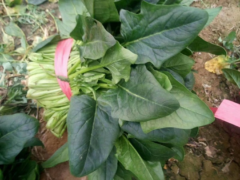 聊城大叶菠菜大量共应。大叶菠菜25~30厘米