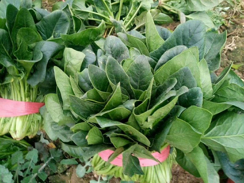 聊城大叶菠菜大量共应。大叶菠菜25~30厘米