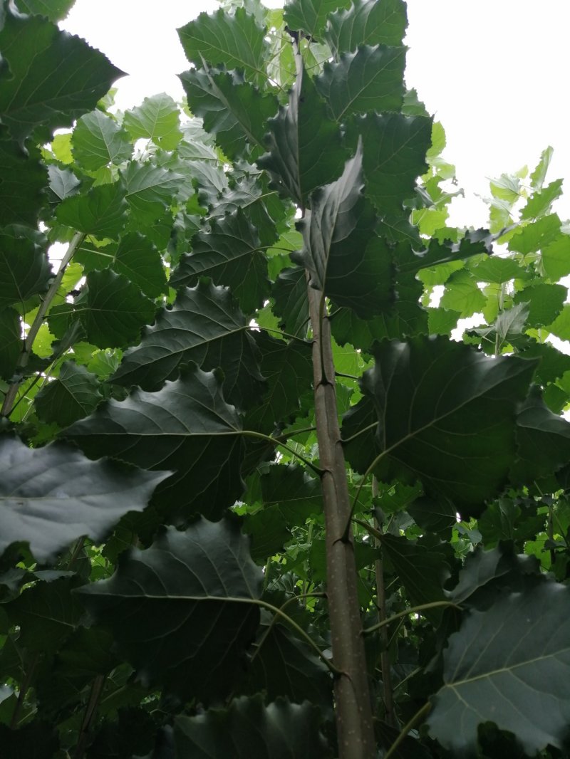 优质107杨树苗1-3公分苗圃直供，量大从优