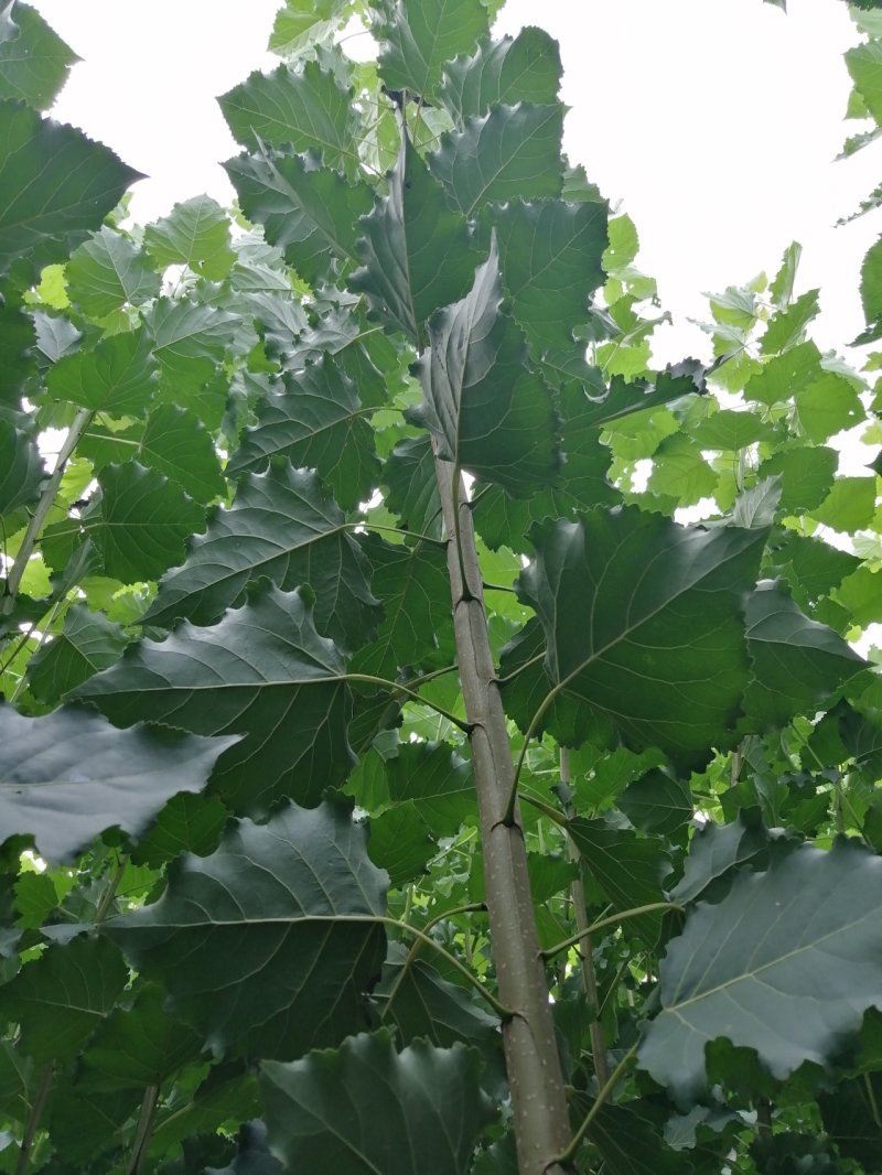 优质107杨树苗1-3公分苗圃直供，量大从优