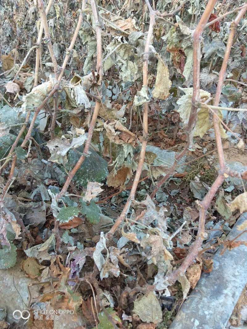 葡之梦葡萄苗(中晚熟，大长粒，特甜，冰糖牛奶香)保纯