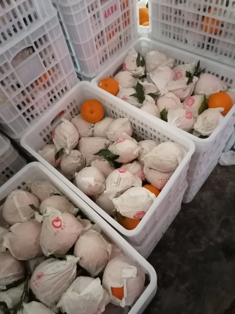 蒲江产地春见耙耙柑高次果，市场货，电商果，大量批发