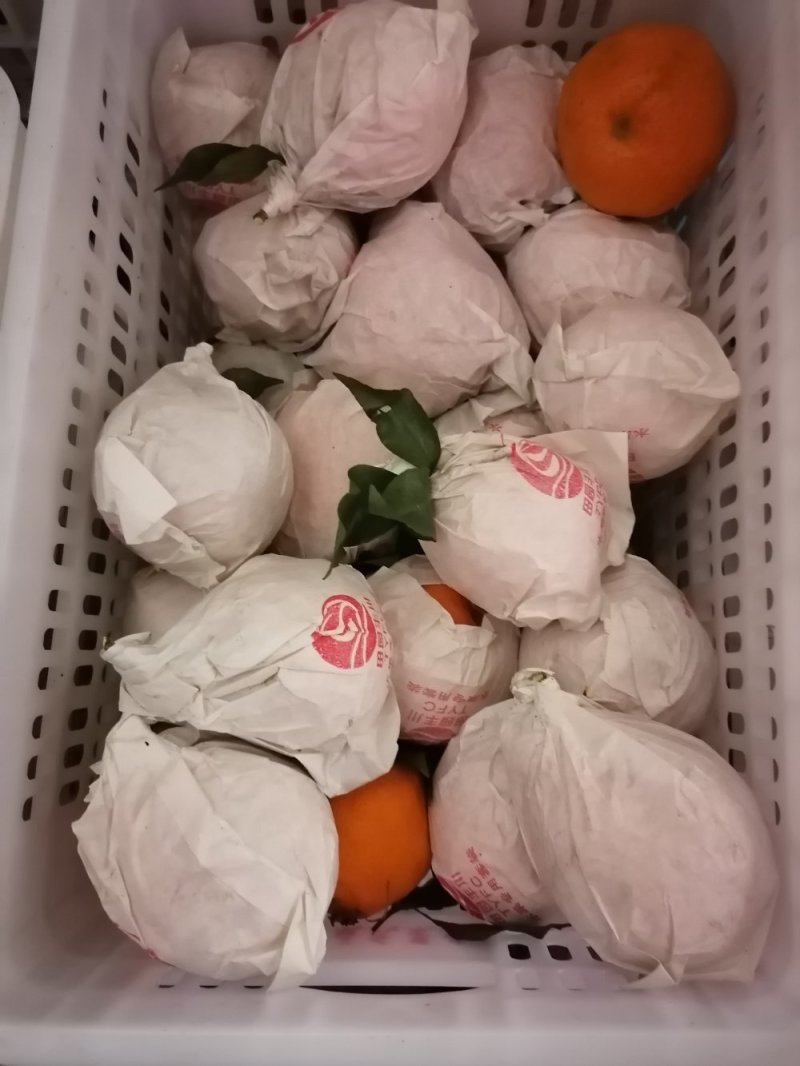 蒲江产地春见耙耙柑高次果，市场货，电商果，大量批发