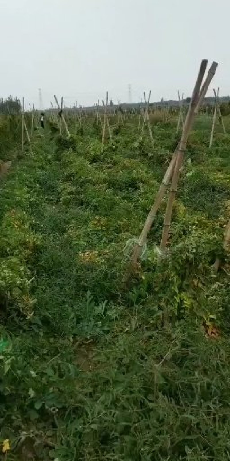 产地农户直销精品保装礼品装网袋，箱货散货实惠不贵