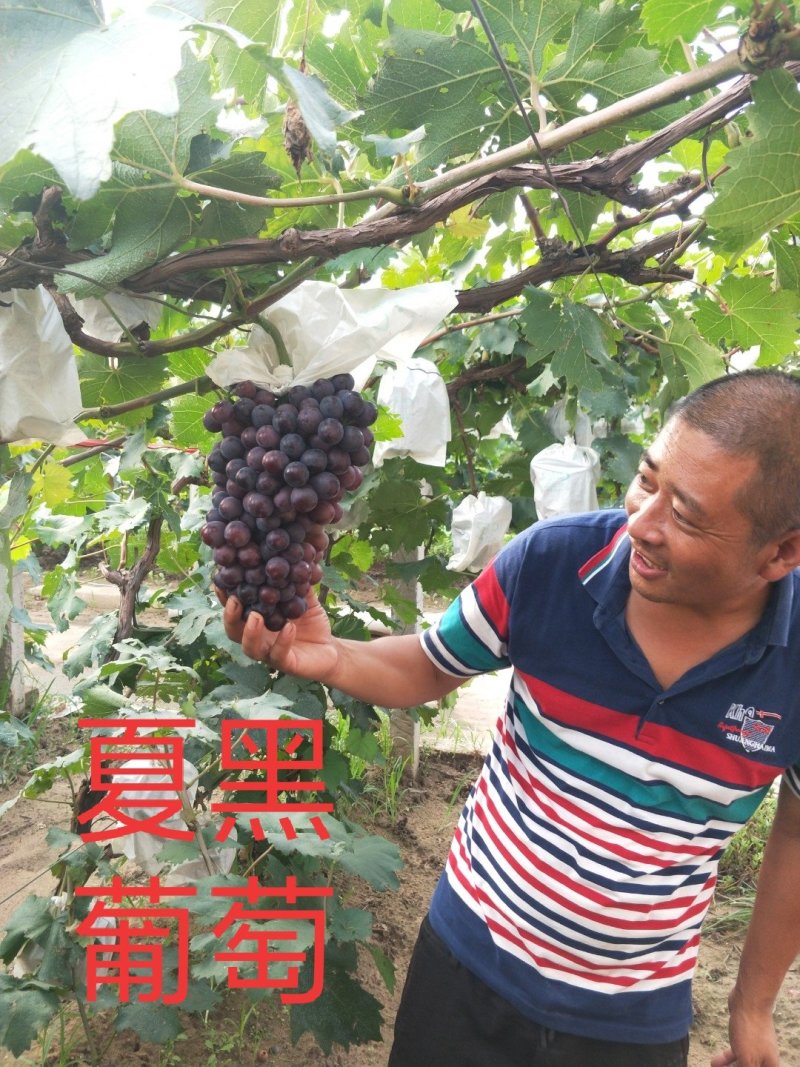 2年挂果葡萄苗一米高葡萄苗自家培育纯度保证