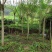 蓝花楹，四川自贡市3—25公分
