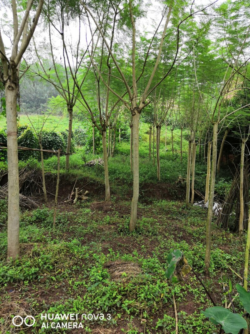 蓝花楹，四川自贡市3—25公分