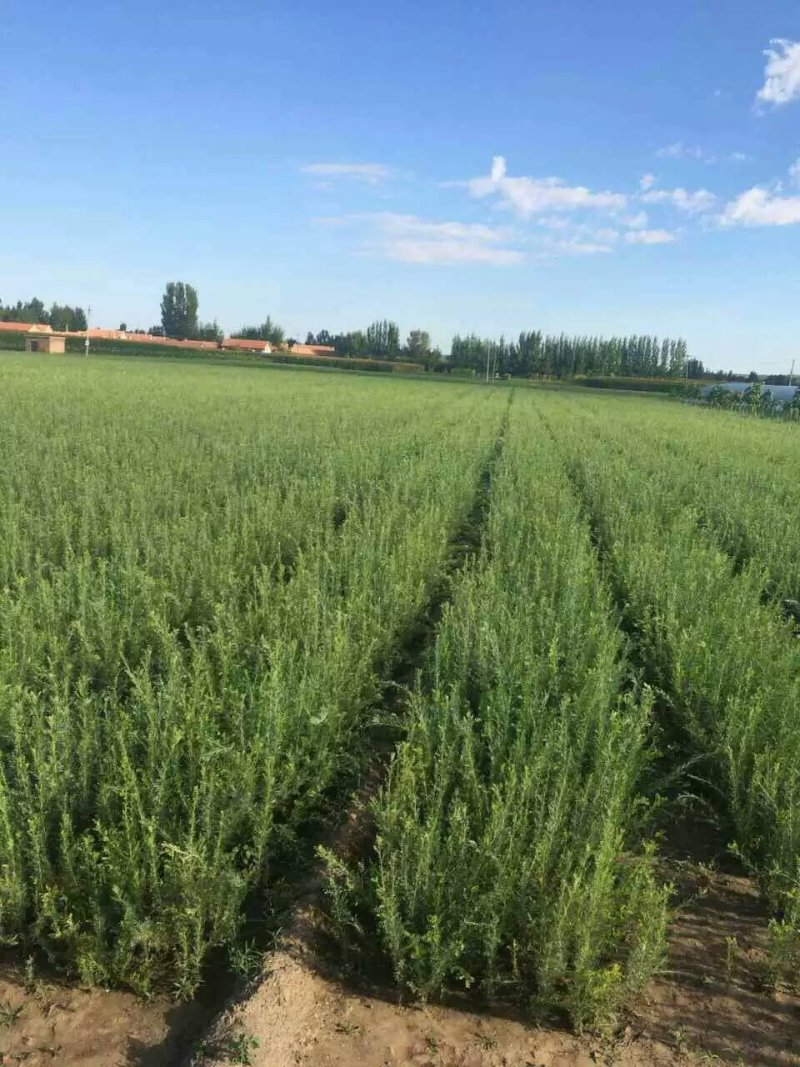 柠条苗，柠条苗供应，柠条苗产地，供应柠条苗量大，柠条苗价