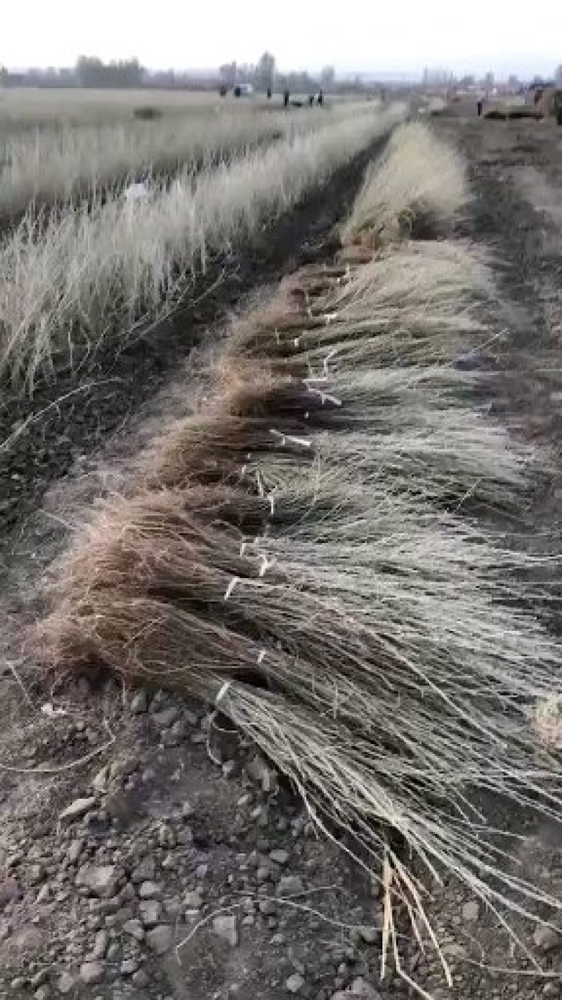 柠条苗，柠条苗供应，柠条苗产地，供应柠条苗量大，柠条苗价