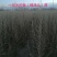 柠条苗，柠条苗供应，柠条苗产地，供应柠条苗量大，柠条苗价