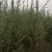 柠条苗，柠条苗供应，柠条苗产地，供应柠条苗量大，柠条苗价