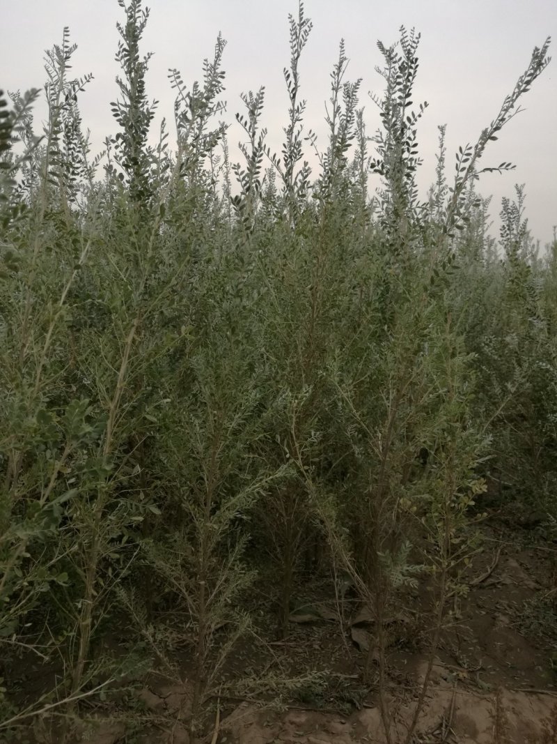 柠条苗，柠条苗供应，柠条苗产地，供应柠条苗量大，柠条苗价