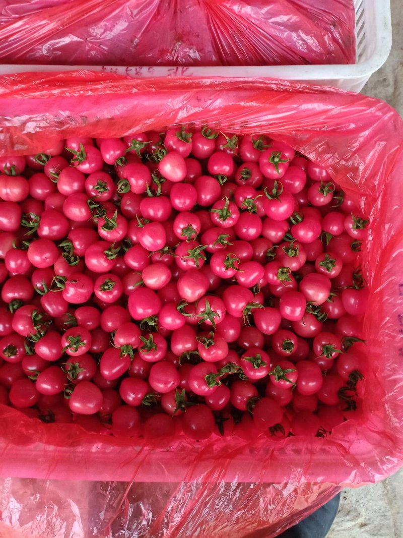 莘县圣女果千禧贝贝精品，专业小工打包，各种包装齐全。