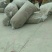 山东“金银花”干花直销供应