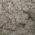 山东“金银花”干花直销供应