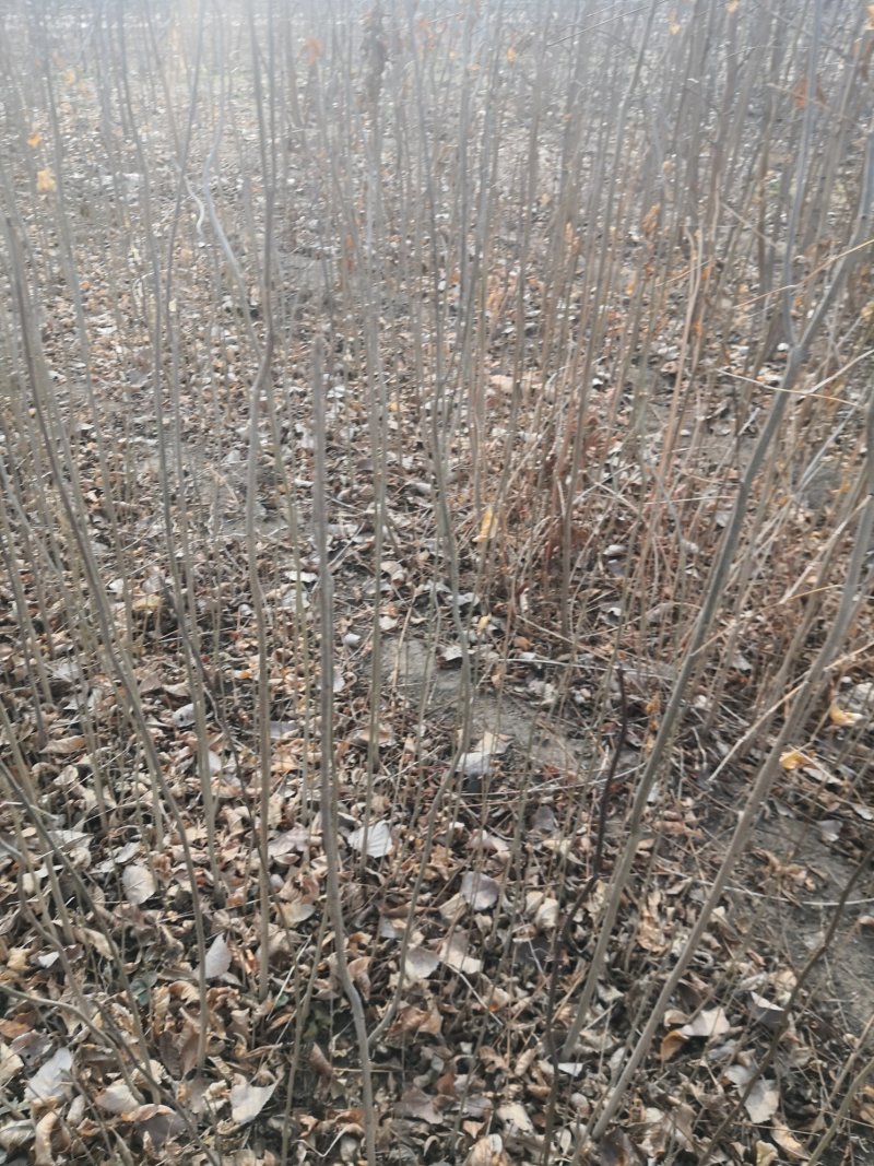 白腊树苗，白蜡树，白蜡，树苗，欢迎进店联系