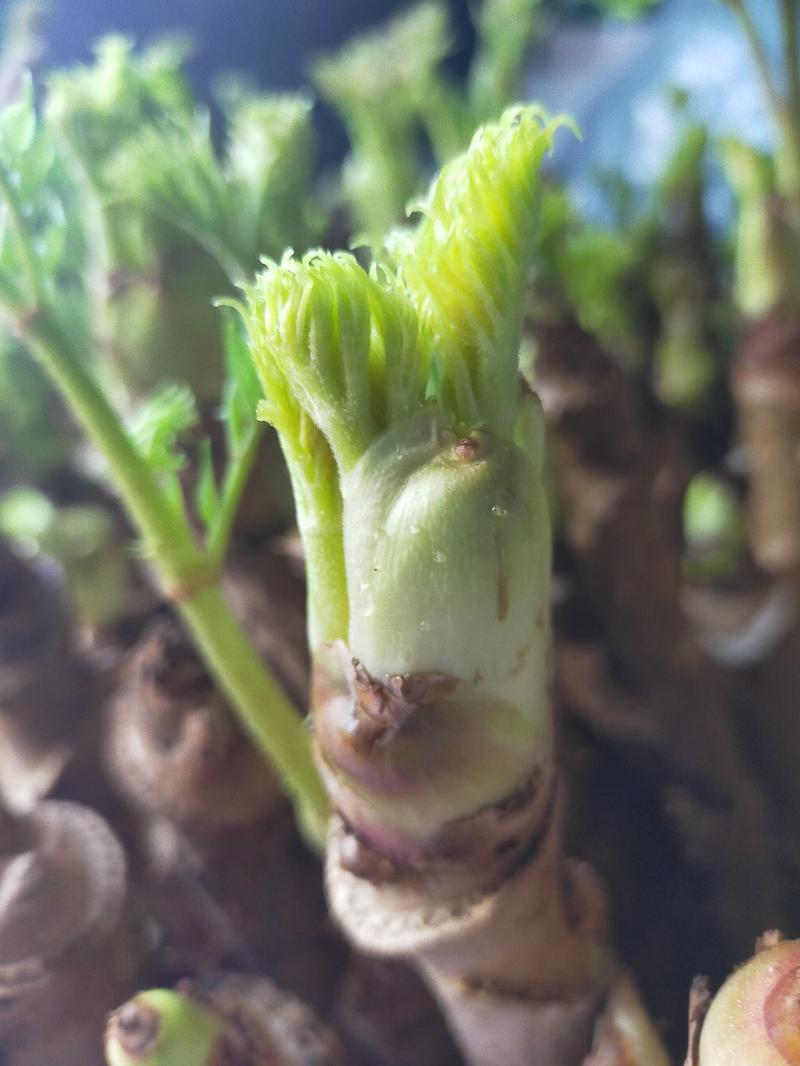 山野菜，刺嫰包刺嫩芽苗基地一手货源大从优现挖现发放心苗