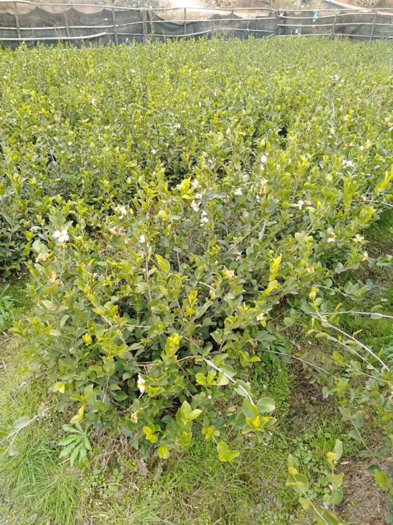 高产嫁接2年苗大量出售