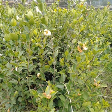 高产嫁接2年苗大量出售