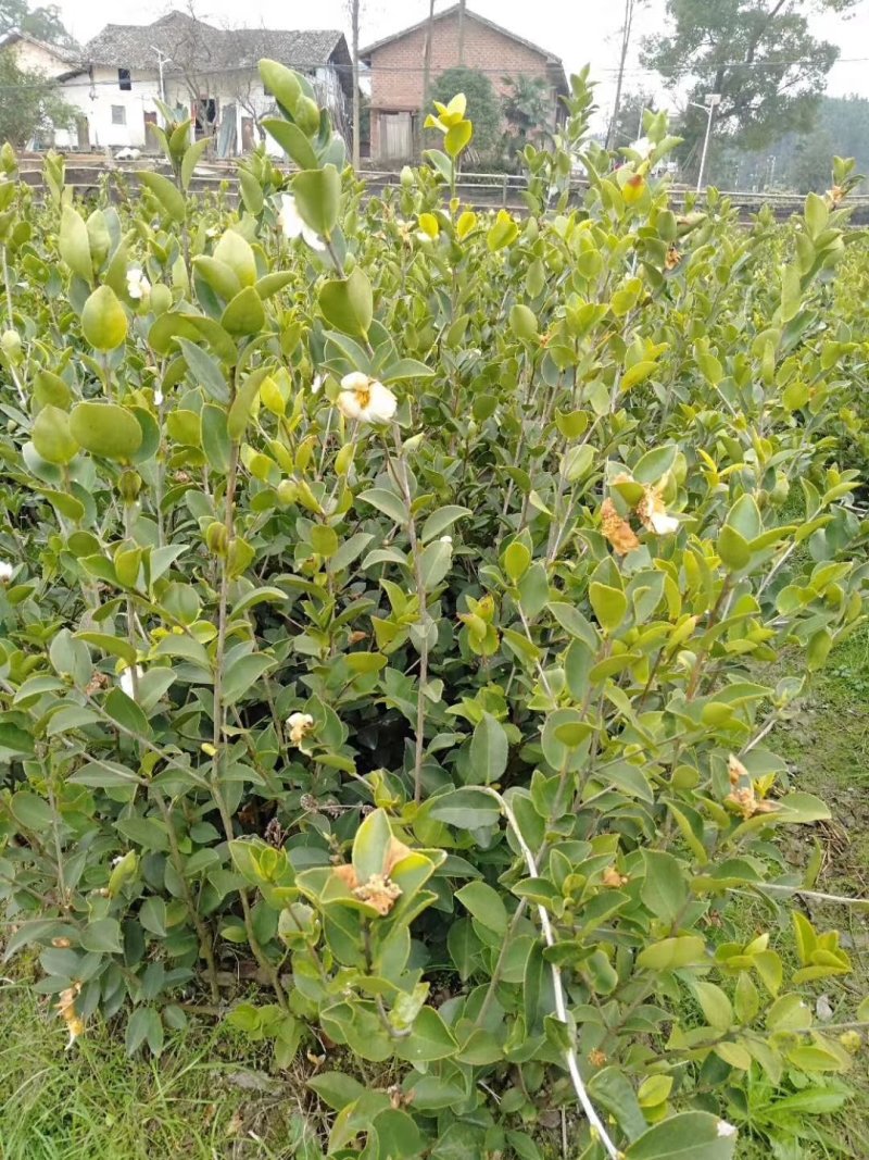 高产嫁接2年苗大量出售